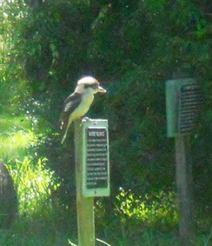 kookaburra