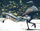 uniqueness lyer bird