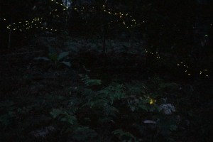 Fireflies