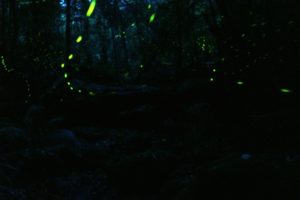 fireflies-web-size-9832