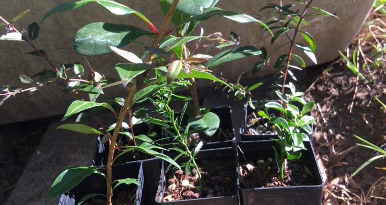 seedlings
