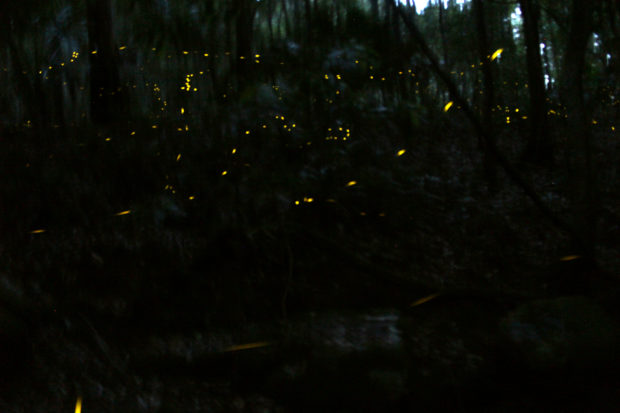 Fireflies at Forest of Tranquility
