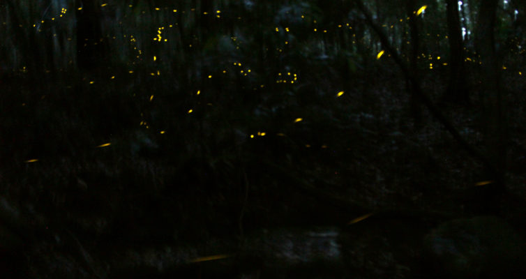 Fireflies at Forest of Tranquility