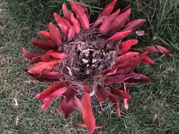 Red Floral plant