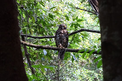 powerful owl